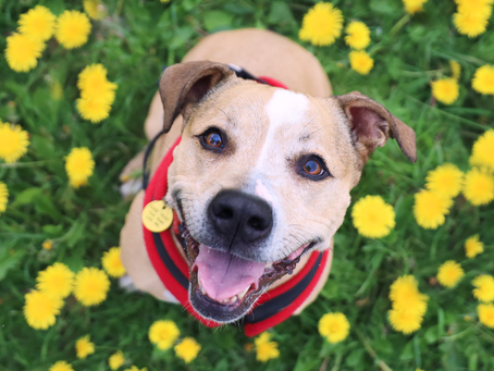 Dog Owners Warned Over Easter Chocolate And Hot Cross Bun Dangers