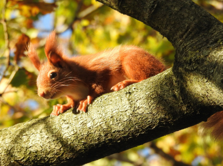 Red Squirrels In The Spotlight For Awareness Week