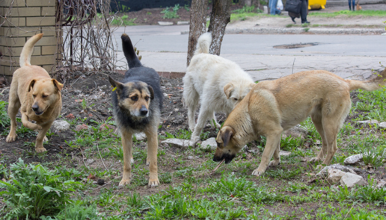 Stray Dog Policy, Coroner’s Service Recovery Plan And Domestic Abuse Strategy Backed By Isle Of Wight Council