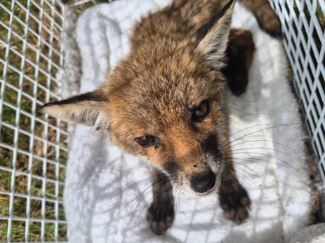 Fox Cub Rescued After Dramatic Drain Ordeal On Isle Of Wight