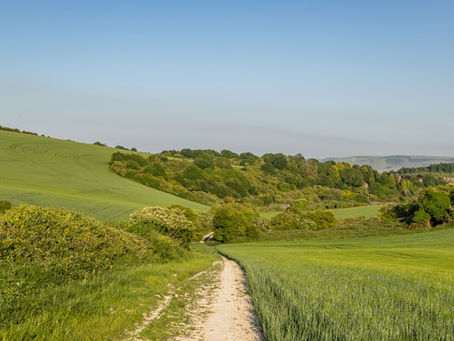Lewes Becomes First English Town To Recognise Rights Of Trees