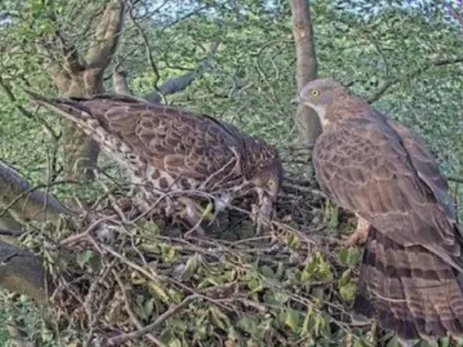 Rare Live Stream Offers Unique View Of Secretive Sussex Birds Of Prey