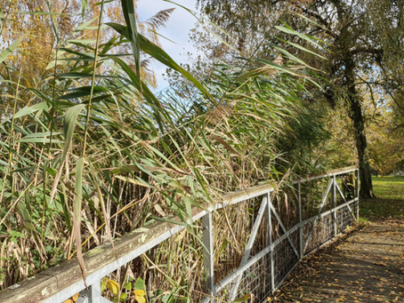 Council Issues Statement On Shanklin's Big Mead Pond Following Inspection