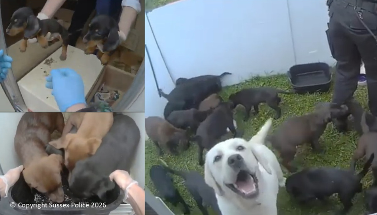 Woman Ordered To Pay £157,000 After Running Puppy Farm In Eastboune Caravan