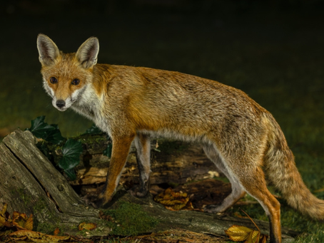 Wildlife Crime More Than Doubles Amid Rise In Recorded Rural Offending