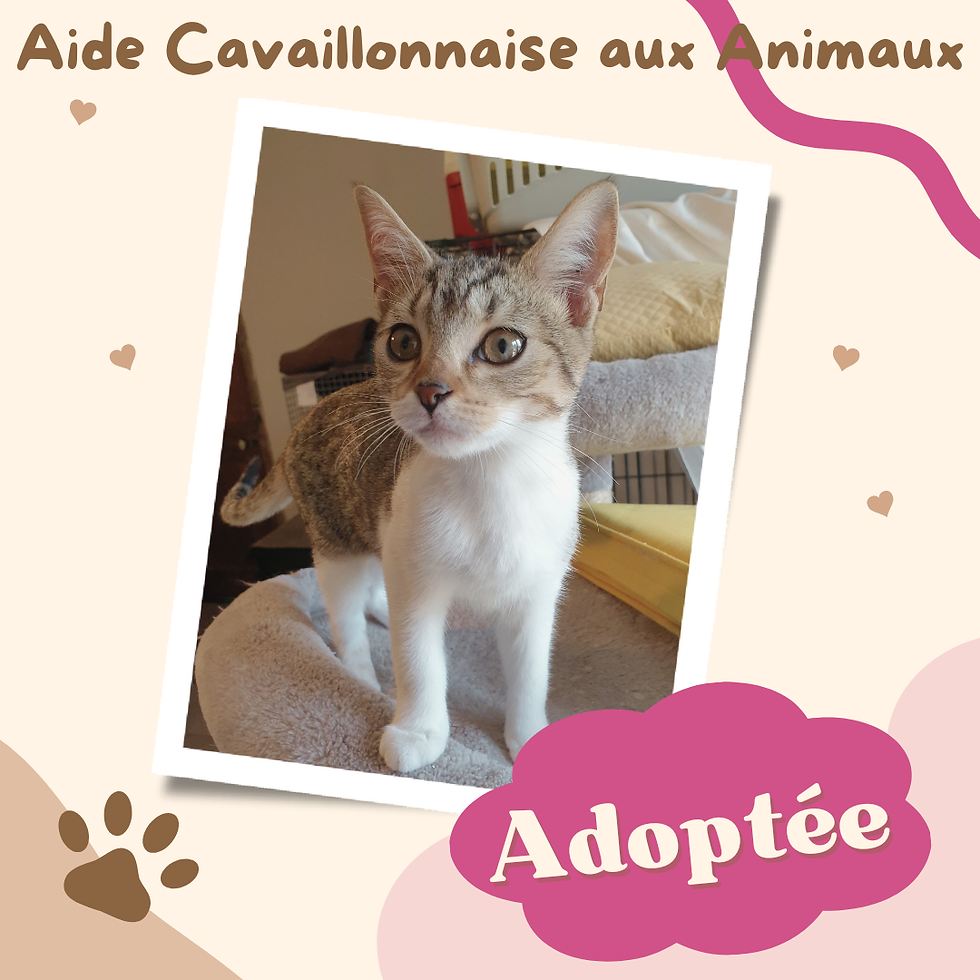 Post para instagram pet shop amor mascota perro y gato_20251117_191845_0000