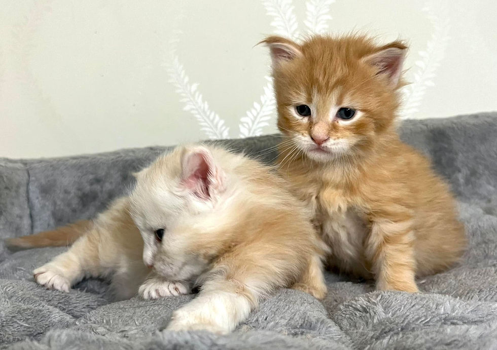 473193062_939892294787701_8219379043206961249_n