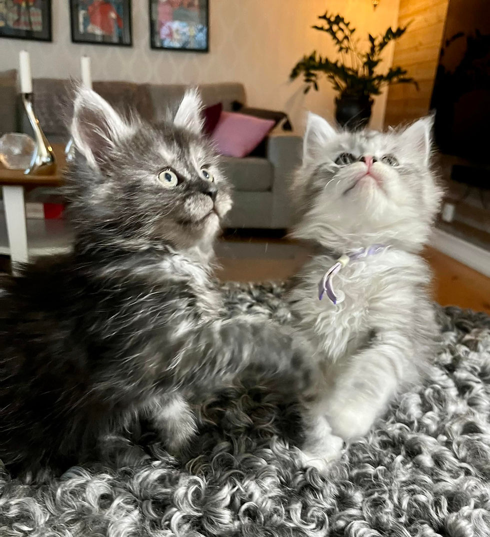 472178441_936027208507543_1271172255855924295_n