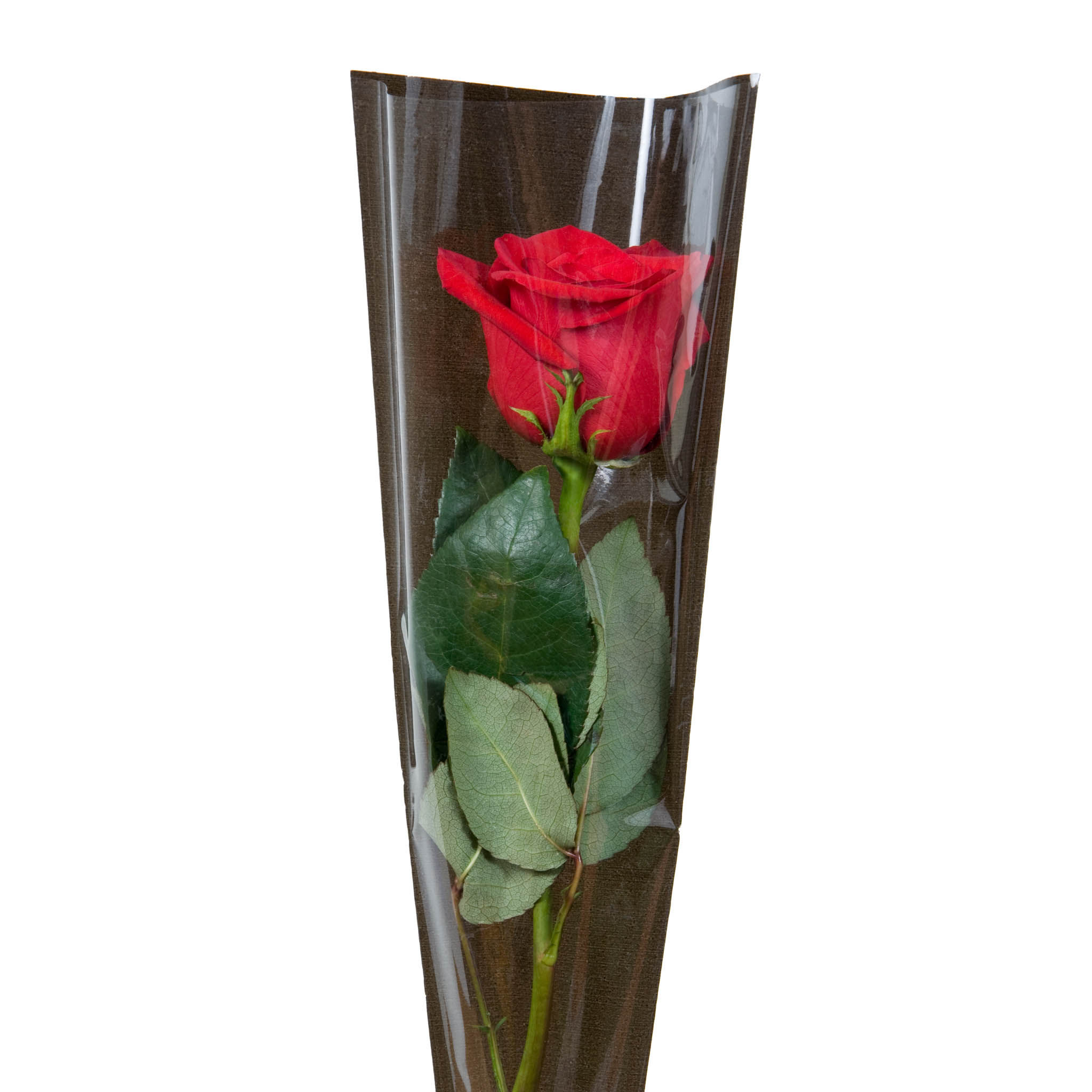 Single Rose in sleeve 