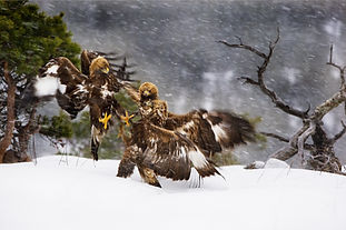 Vinter i örnriket november 2026