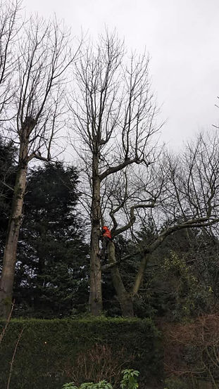 Tree surgeon in high visibility gear working among bare branches of tall trees