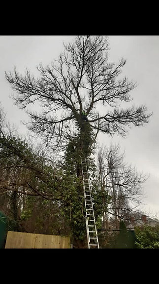 Large mature tree heavily covered in green ivy with a ladder leaning against it under an overcast sky