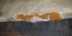 Severe timber decay on internal wooden wall joists