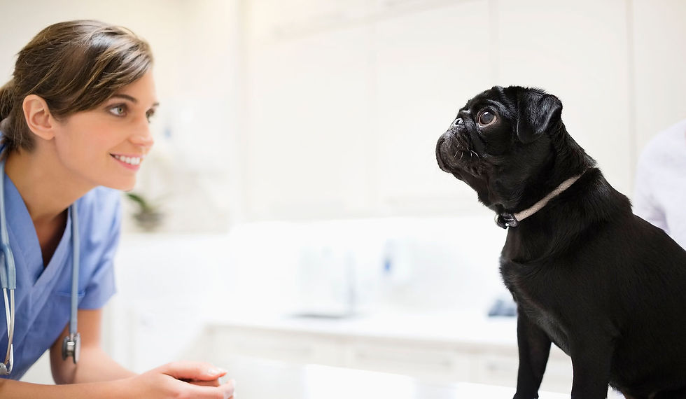 Black Pug dog sitting next to a female vet in a clinical setting