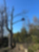 Arborist working high up in a tall bare tree cutting branches against a clear blue sky