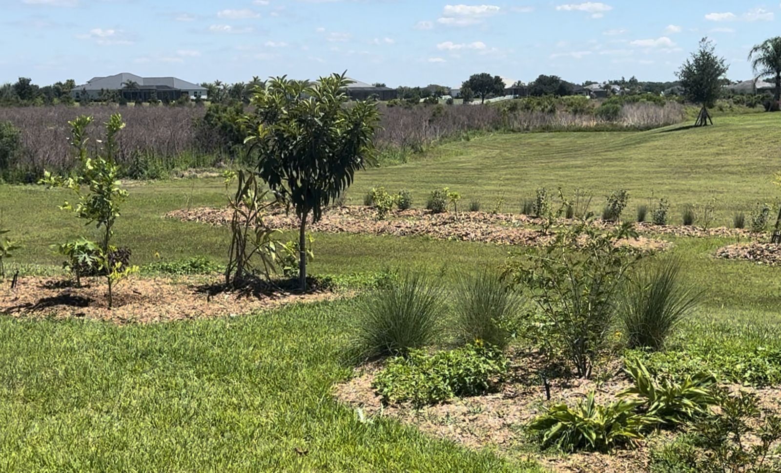 Residential Food Forest