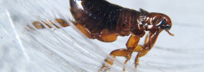 Блохи примета. Блохи примета. Ff,kj. Блохи примета. Блоха.