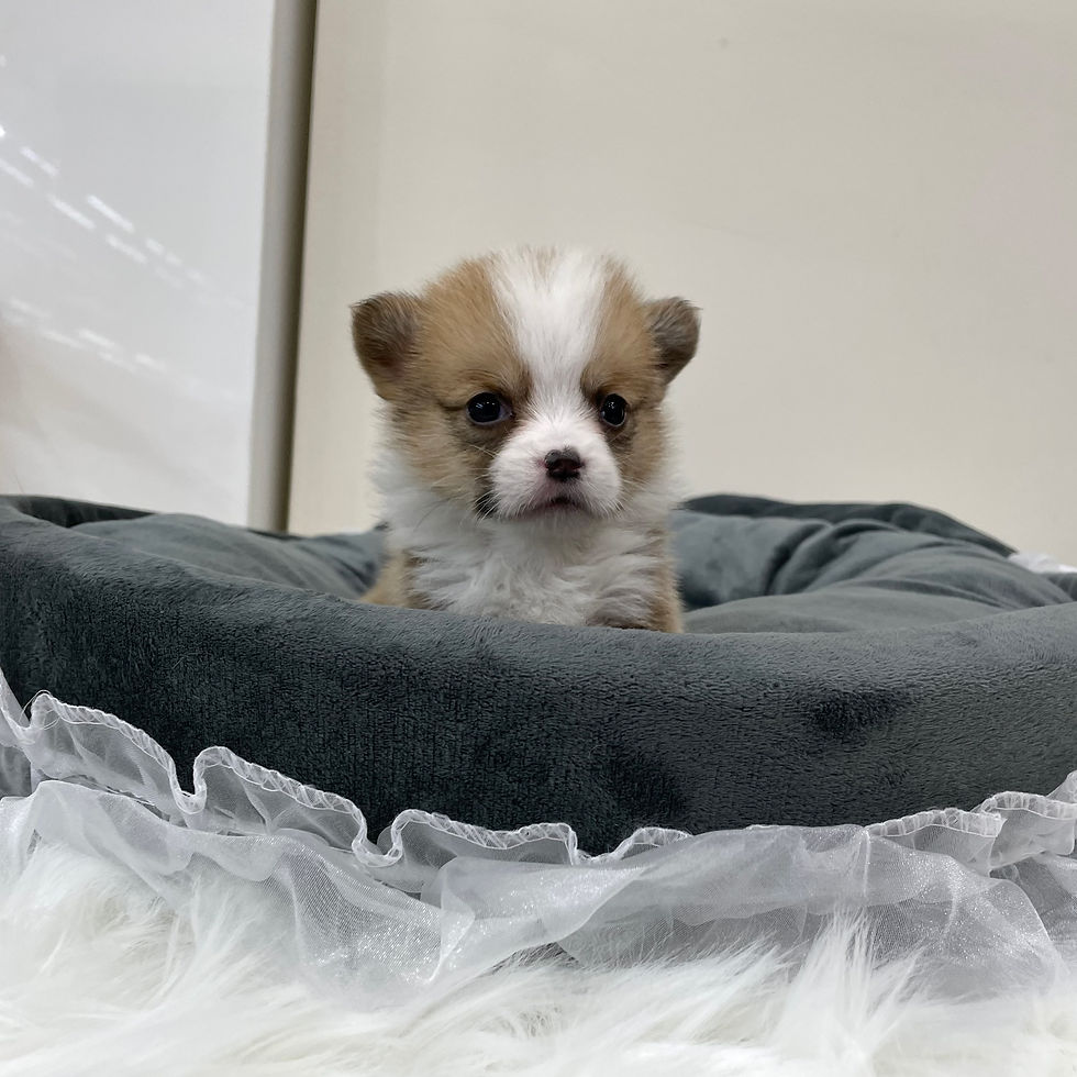 Thumbnail: Welshicorgi/Girl/Gamja