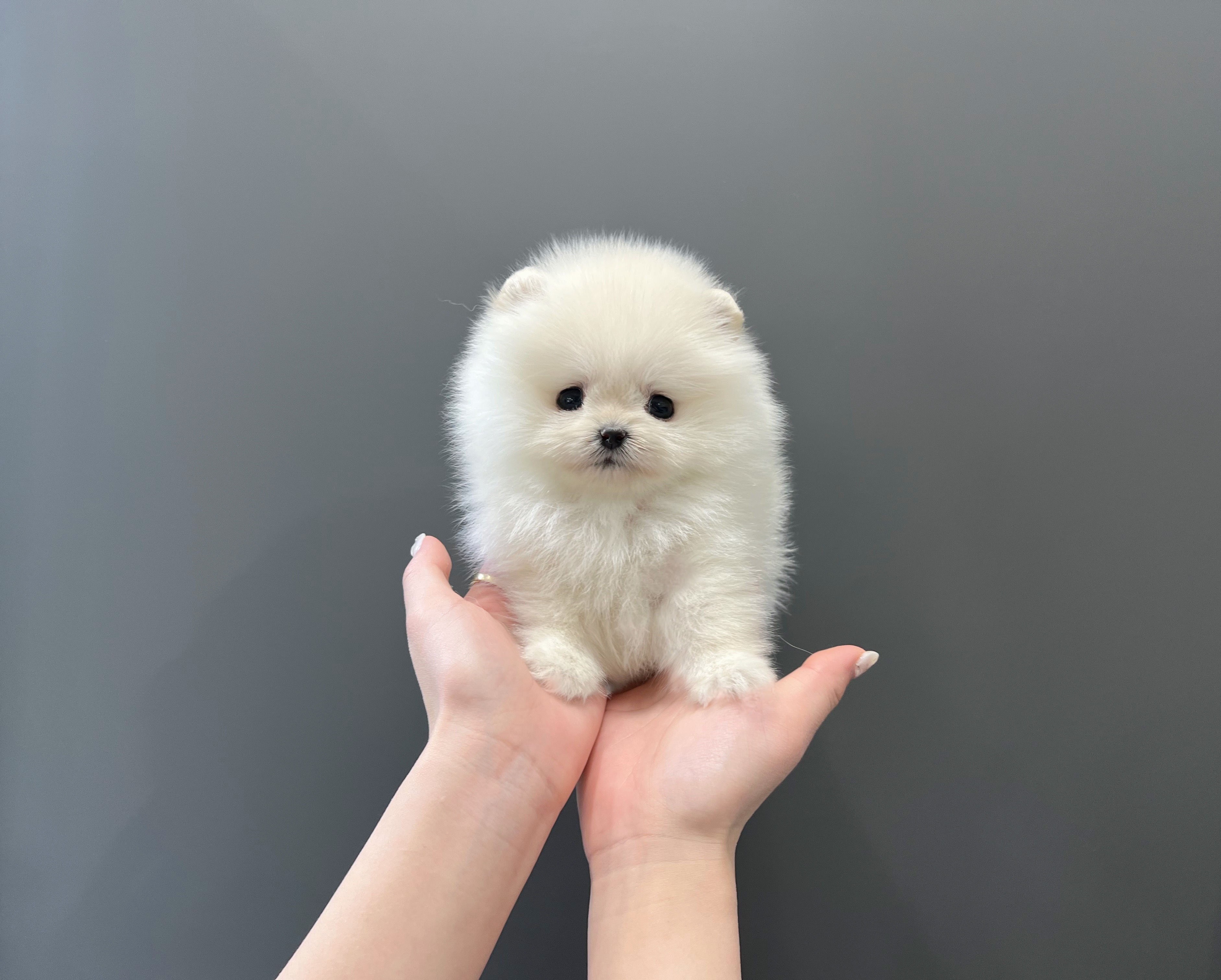 Pomeranian/Boy/Whitecake