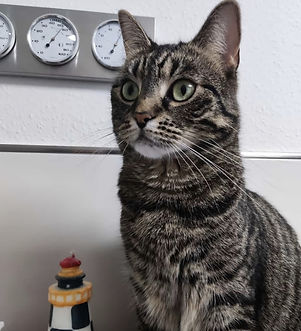 Elsa wartet auf ihr Futter.