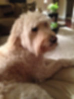 Mom's Doodle mix dog, buttercup laying on a chair