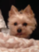 Curam, Sally's silky terrier lying on a beige blanket staring at the camera
