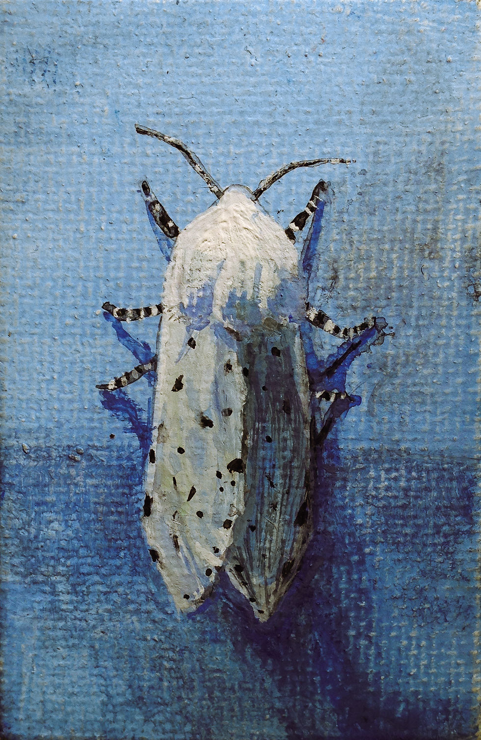 Salt Marsh Moth