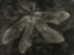 Plant wings (Sycamore samara)