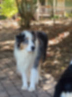 Our Awesome King Cotton