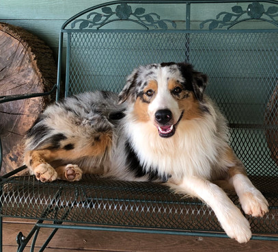 Happy Handsome Diesel