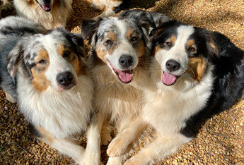 Brothers, Diesel, Silver and happy Maggi