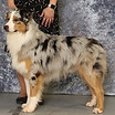 Int'l CH Great Oaks Dauntless Diesel CGC