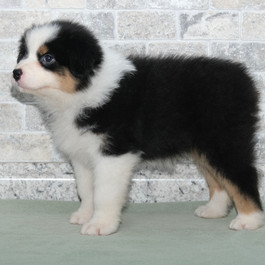 Rosie from Maggie and Lincoln