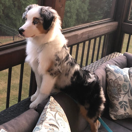 Remi from Maggie and Lincoln