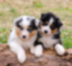Rooney and Lexie from Katie and Lincoln