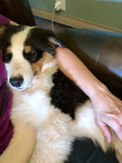 Maggie, such a snuggler!