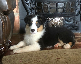 Maggie 3 months
