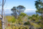 Native Hawaiian forests may not look like you'd imagine...they are not always lush and tropical-looking, but they hold their own unique beauty. Native forest of Koa, Māmane, `Ohi`a, and other native vegetation, Big Island, Hawaii.
