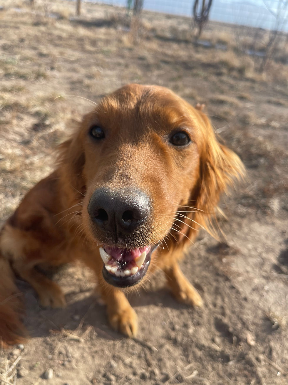 Carmen Golden Retriever Beauty!