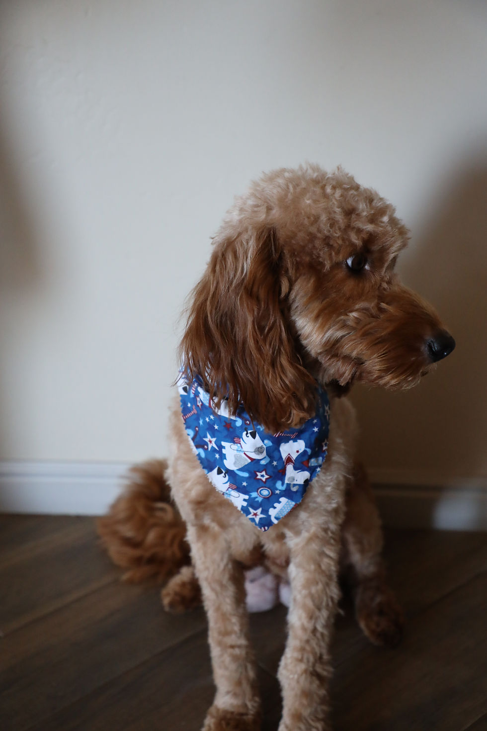 Meechee F1 Mini Goldendoodle From Copper Canyon-Doodles