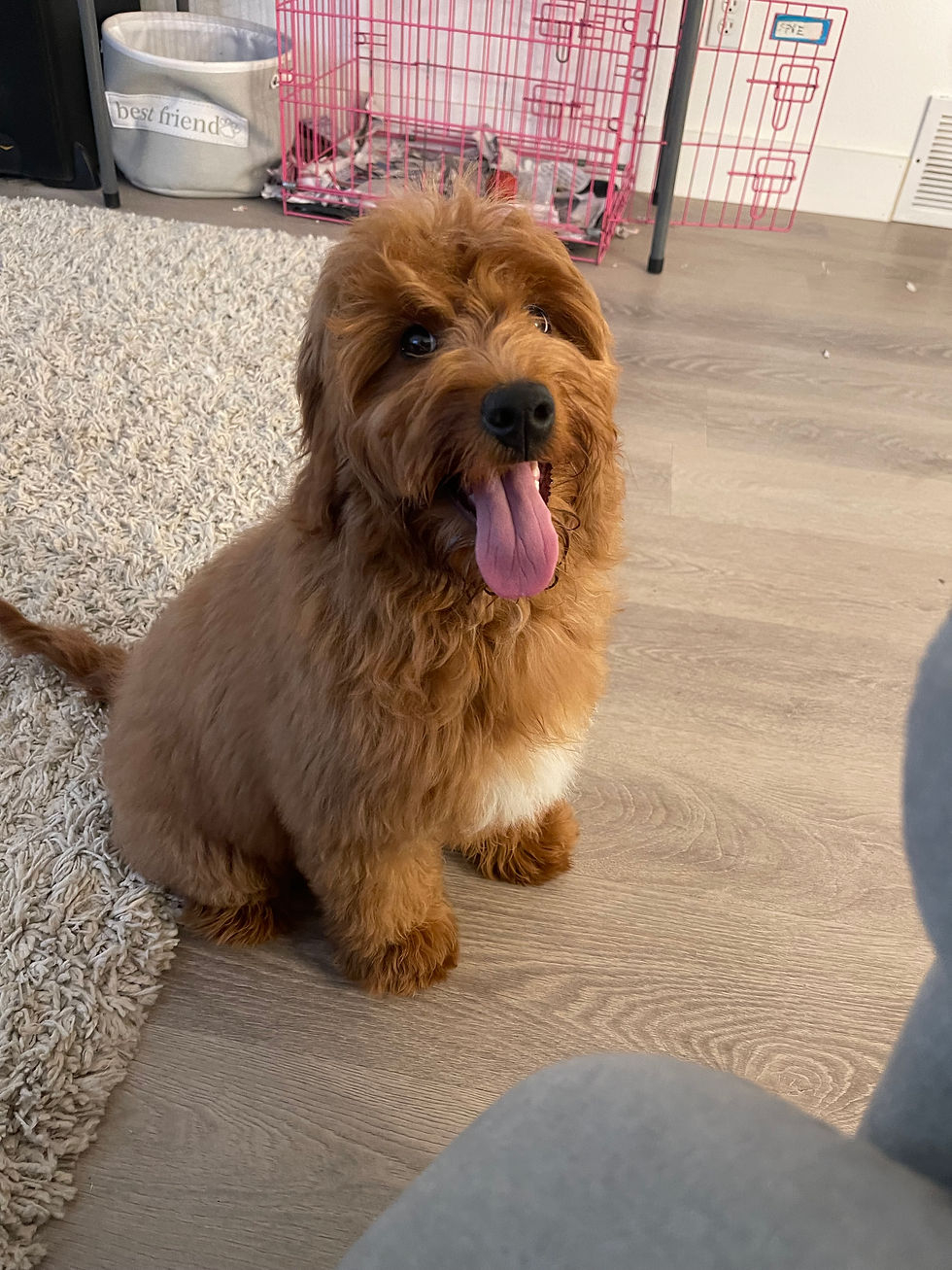 Roxy F1 Mini Goldendoodle