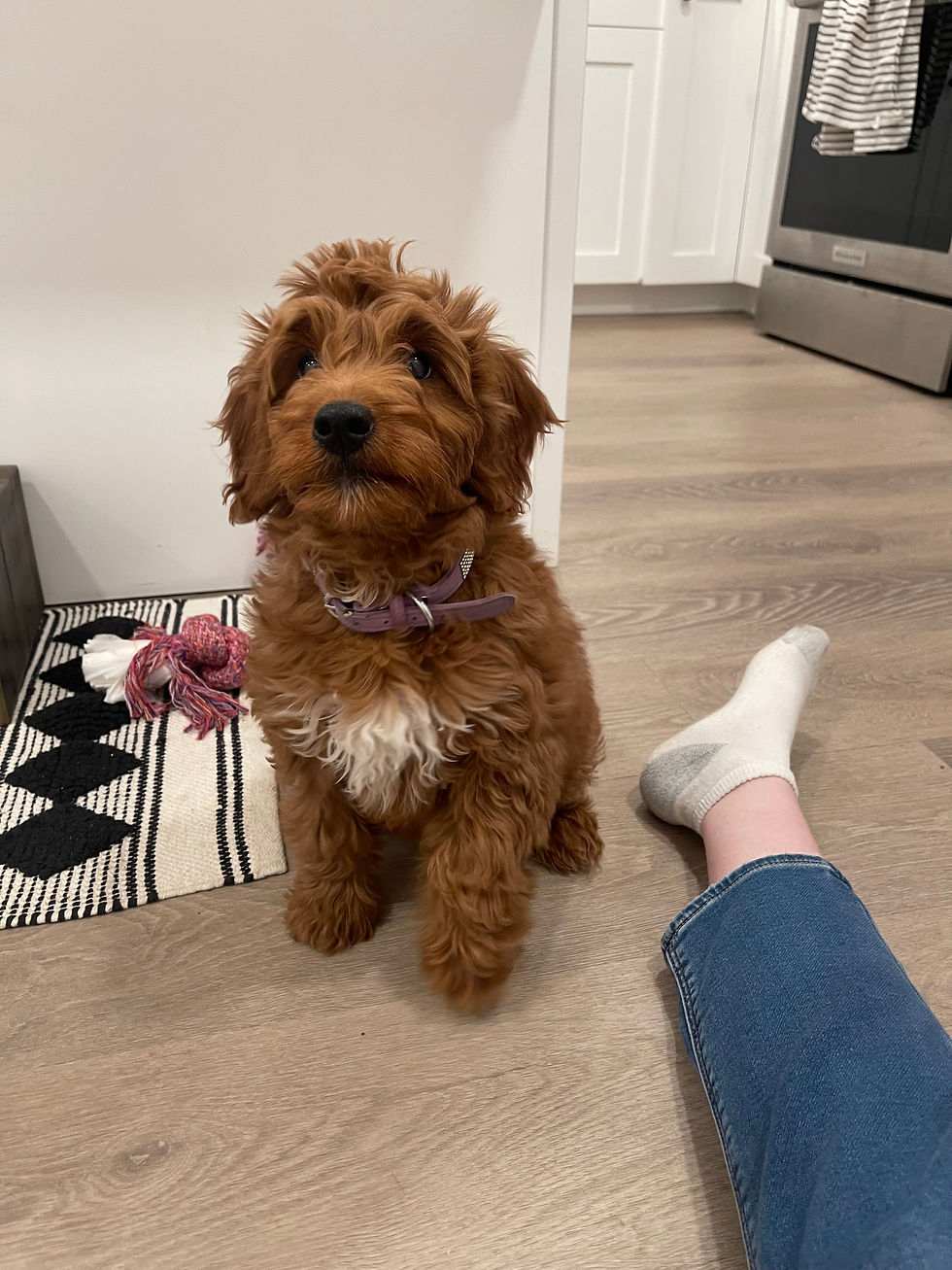 Roxy F1 Mini Goldendoodle