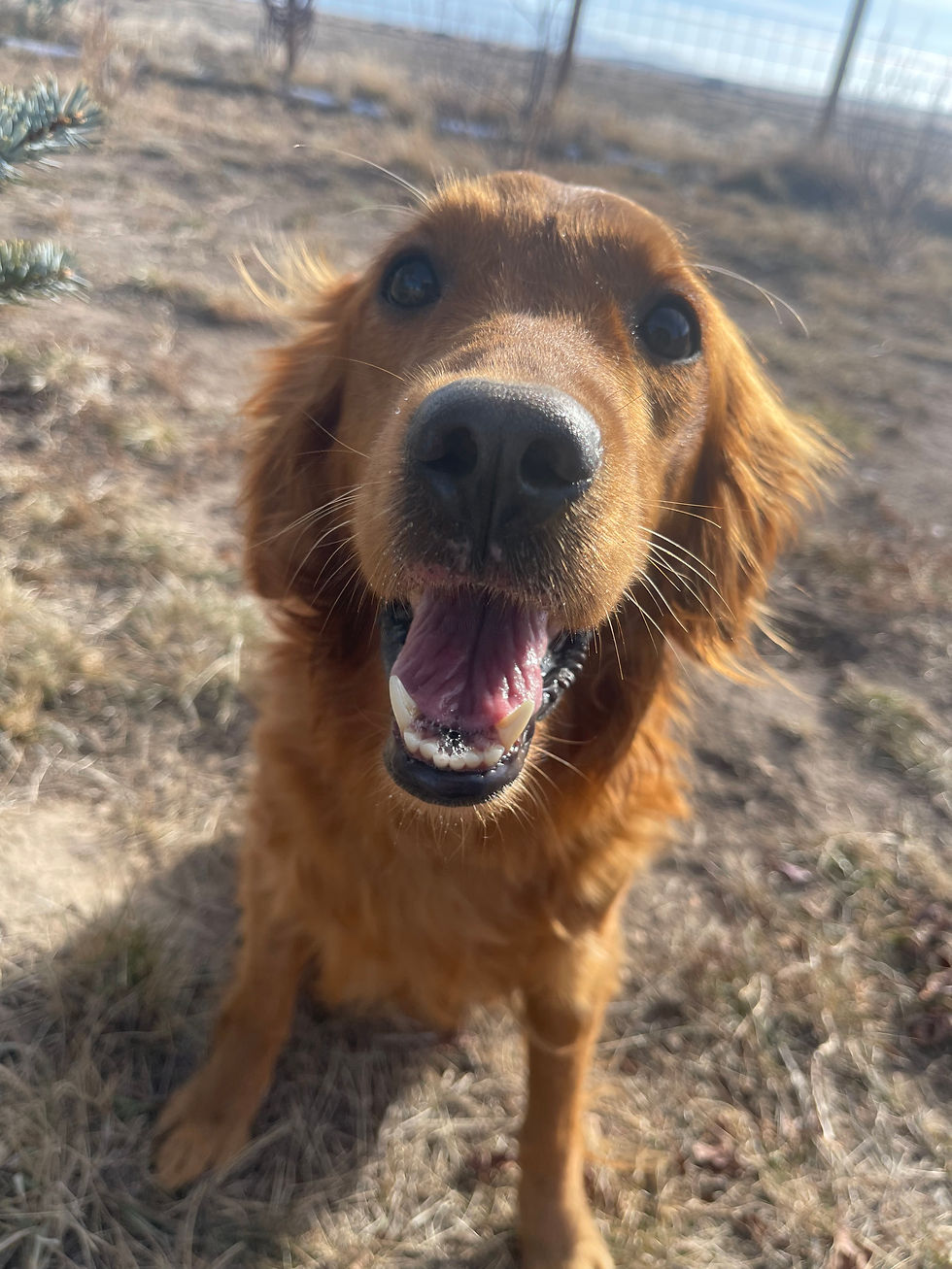 Carmen Golden Retriever Beauty!