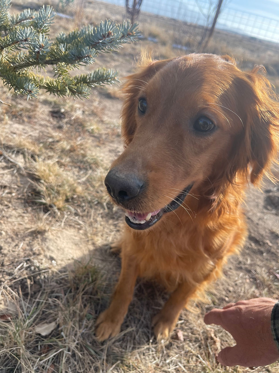Carmen Golden Retriever Beauty!