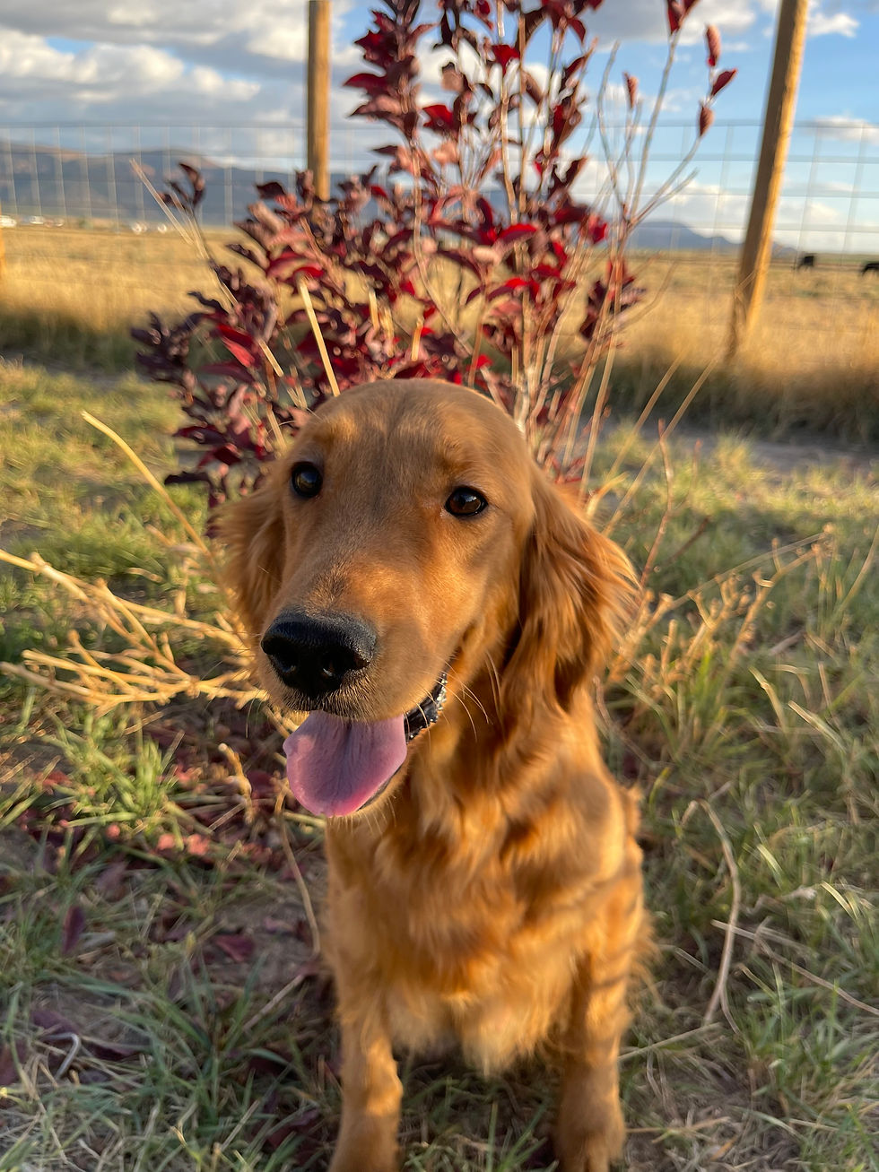 Daisy AKC Golden Retriever