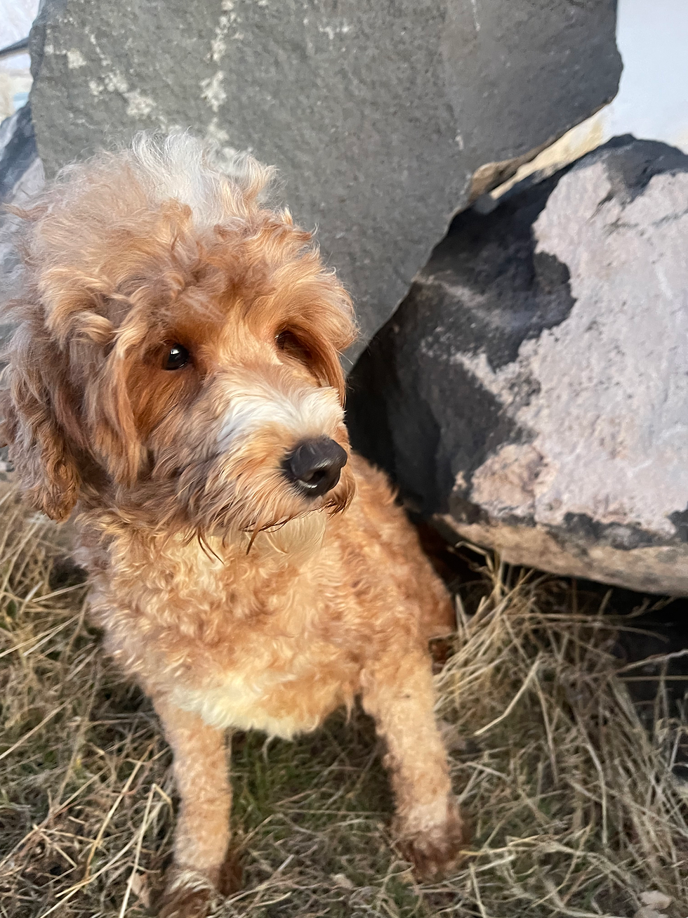 June F1 Mini Goldendoodle Copper Canyon-Doodles Utah Goldendoodle Puppies