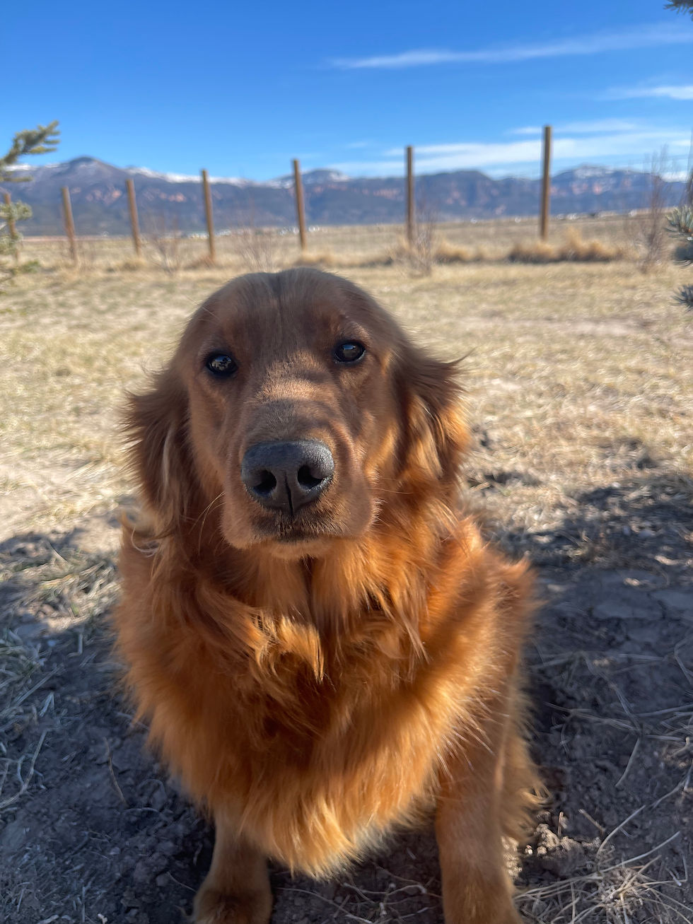 Annie American Golden Retriever