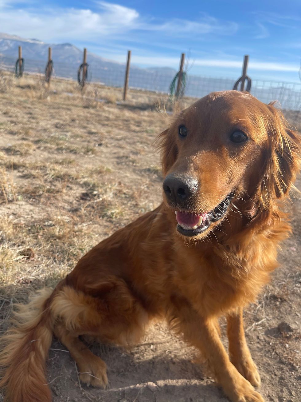 Carmen Golden Retriever Beauty!