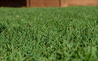cele close up.jpg