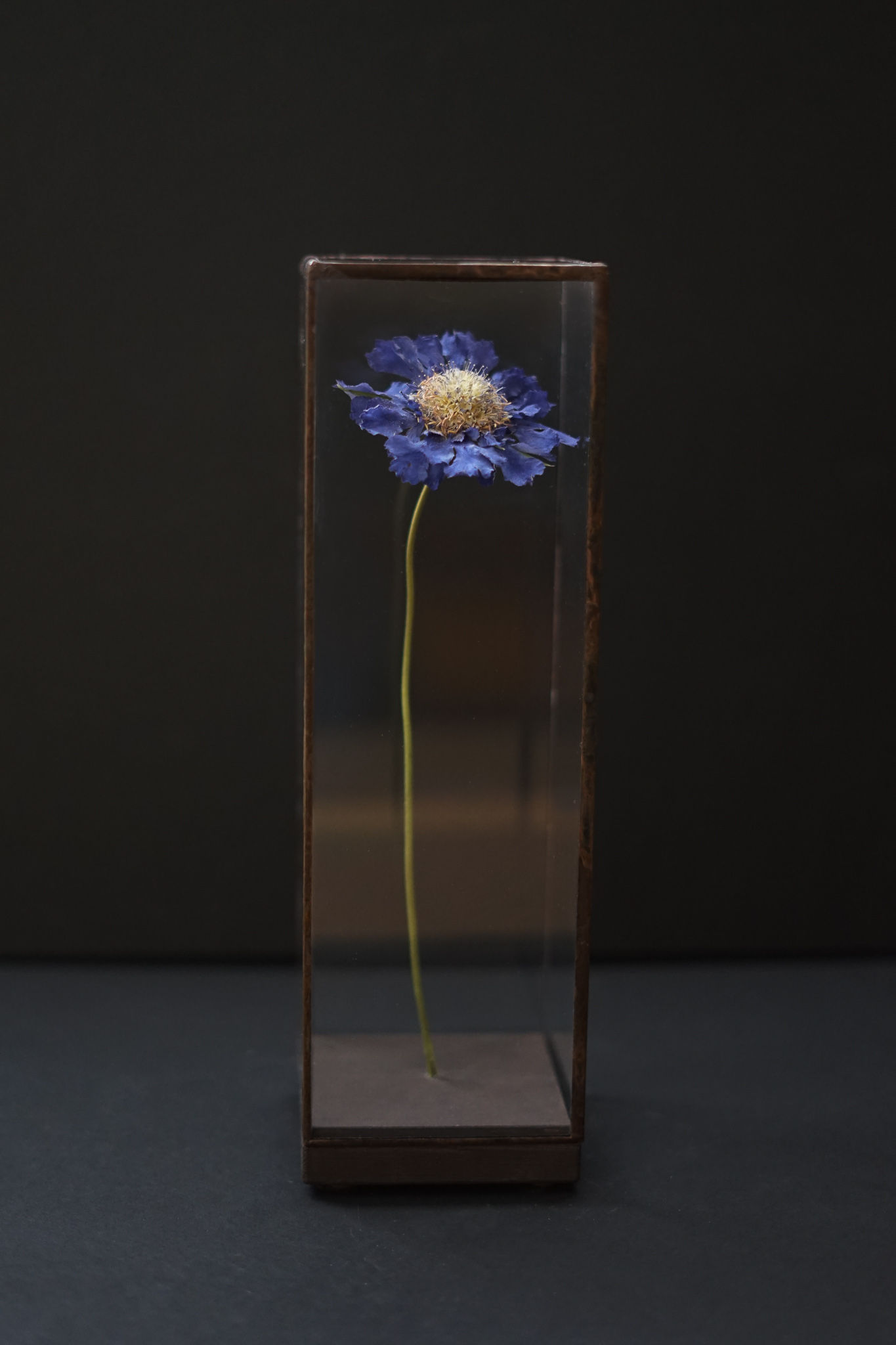 Stem 1: Scabiosa